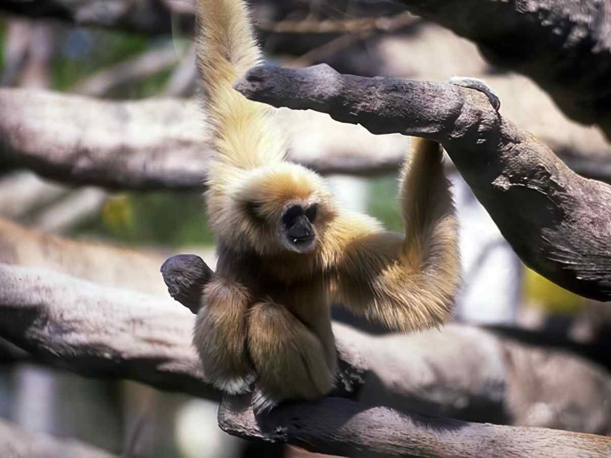 Silverback Gibbon Tree A4 Photo Print