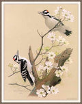 Sj Wbz 03 Hairy Woodpecker A4 Photo Print