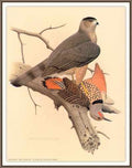 Sj Wbz 24 Northern Red Shafted Flicker A4 Photo Print