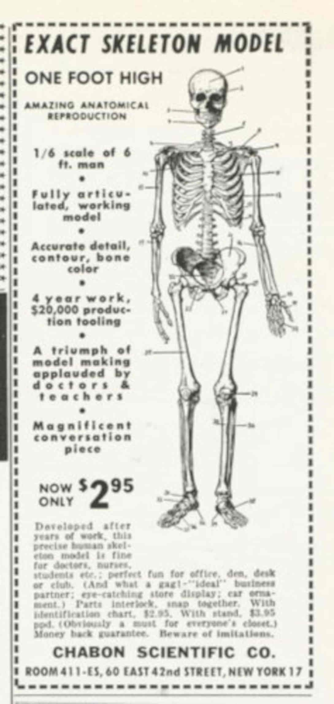 Skeleton Model One 1950s Vintage Retro Advert Poster