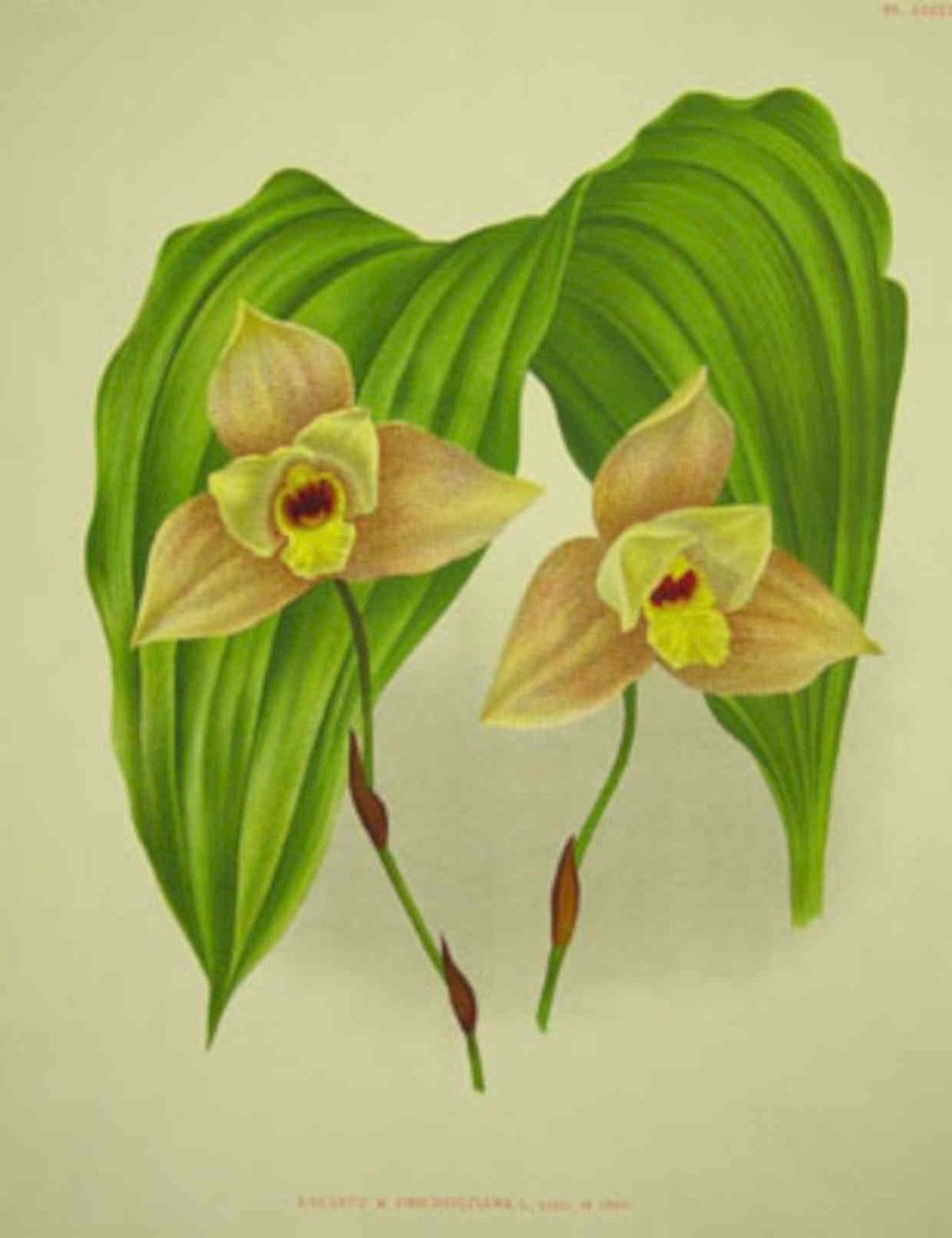 Slipper Orchid Leaves Vintage Retro Advert Poster A4 Photo Print