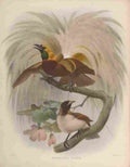 Smit J 1836 1929 Birds of Paradise 1873 Lesser BoP A4 Photo Print