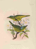 Smit J 1869 Beauteous Shrikelet A4 Photo Print