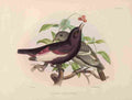 Smit J 1869 Brazilian Pompadour Cotinga A4 Photo Print