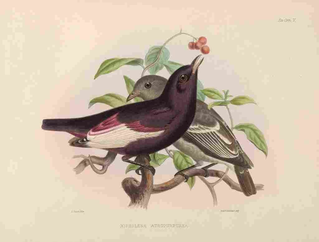 Smit J 1869 Brazilian Pompadour Cotinga A4 Photo Print