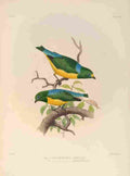 Smit J 1869 Chlorophone A4 Photo Print