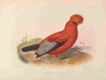 Smit J 1869 Cock Rock A4 Photo Print