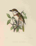 Smit J 1869 Honey browed Shrikelet A4 Photo Print