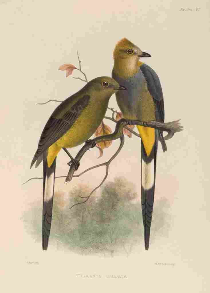 Smit J 1869 Long tailed Ptilogone A4 Photo Print