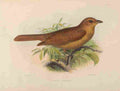 Smit J 1869 Red brown Mourner A4 Photo Print