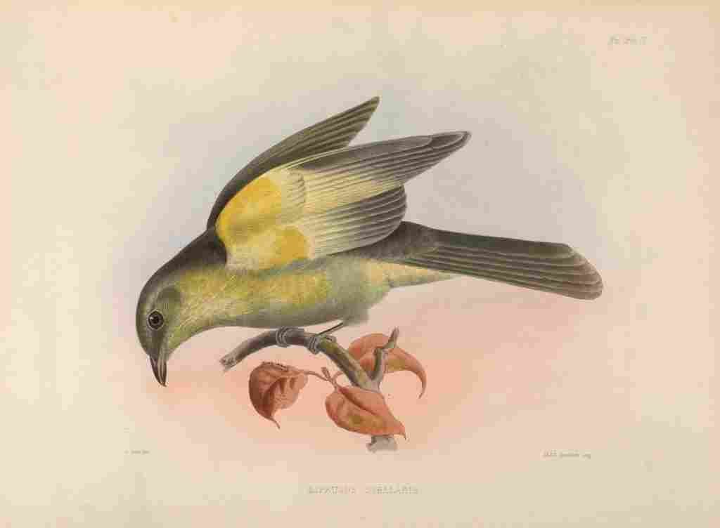 Smit J 1869 Yellow sided Mourner A4 Photo Print