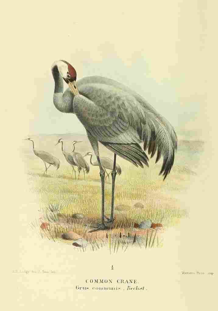 Smit Joseph 1836 1929 1885 Crane Common A4 Photo Print