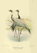 Smit Joseph 1836 1929 1885 Crane Demoiselle A4 Photo Print