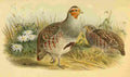 Smit Joseph 1836 1929 1885 Partridge Common A4 Photo Print