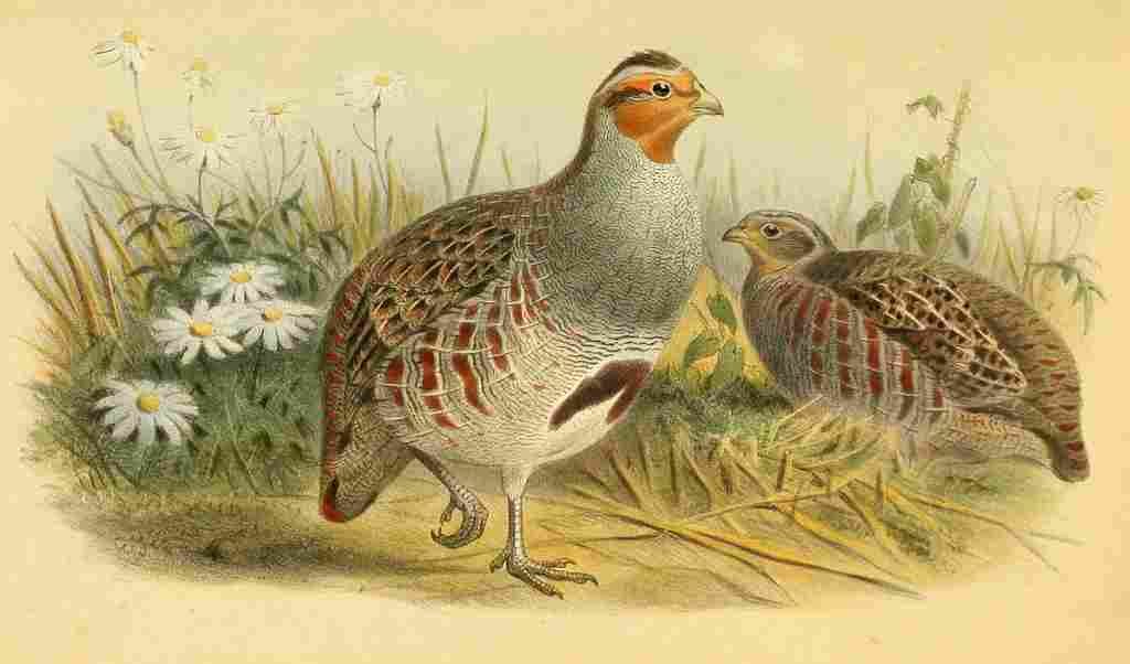 Smit Joseph 1836 1929 1885 Partridge Common A4 Photo Print
