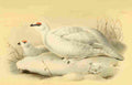 Smit Joseph 1836 1929 1885 Ptarmigan Winter A4 Photo Print