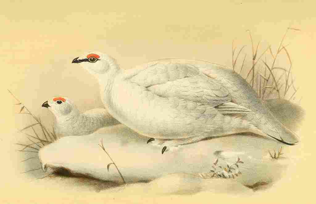 Smit Joseph 1836 1929 1885 Ptarmigan Winter A4 Photo Print