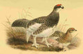 Smit Joseph 1836 1929 1885 Ptarmigan A4 Photo Print