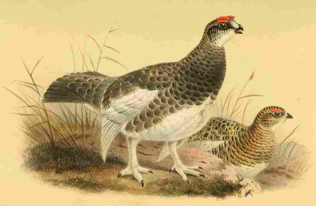 Smit Joseph 1836 1929 1885 Ptarmigan A4 Photo Print