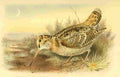 Smit Joseph 1836 1929 1885 Woodcock A4 Photo Print