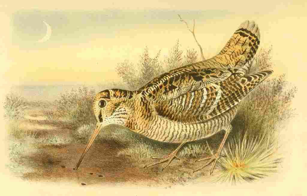 Smit Joseph 1836 1929 1885 Woodcock A4 Photo Print