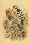 Smit Joseph 1885 Woodpecker Lesser Spotted A4 Photo Print