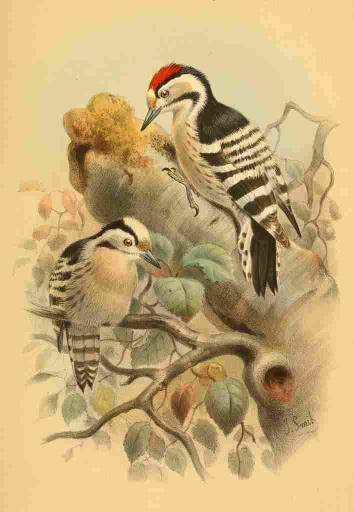Smit Joseph 1885 Woodpecker Lesser Spotted A4 Photo Print