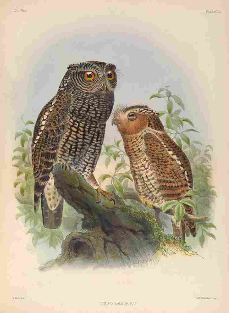 Smit Joseph Exotic Ornithology 1869 Barbed Owl A4 Photo Print