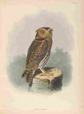 Smit Joseph Exotic Ornithology 1869 Flammulated Owl A4 Photo Print