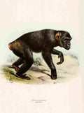 Smit Joseph Review Primates 1913 Kooloo Kamba A4 Photo Print