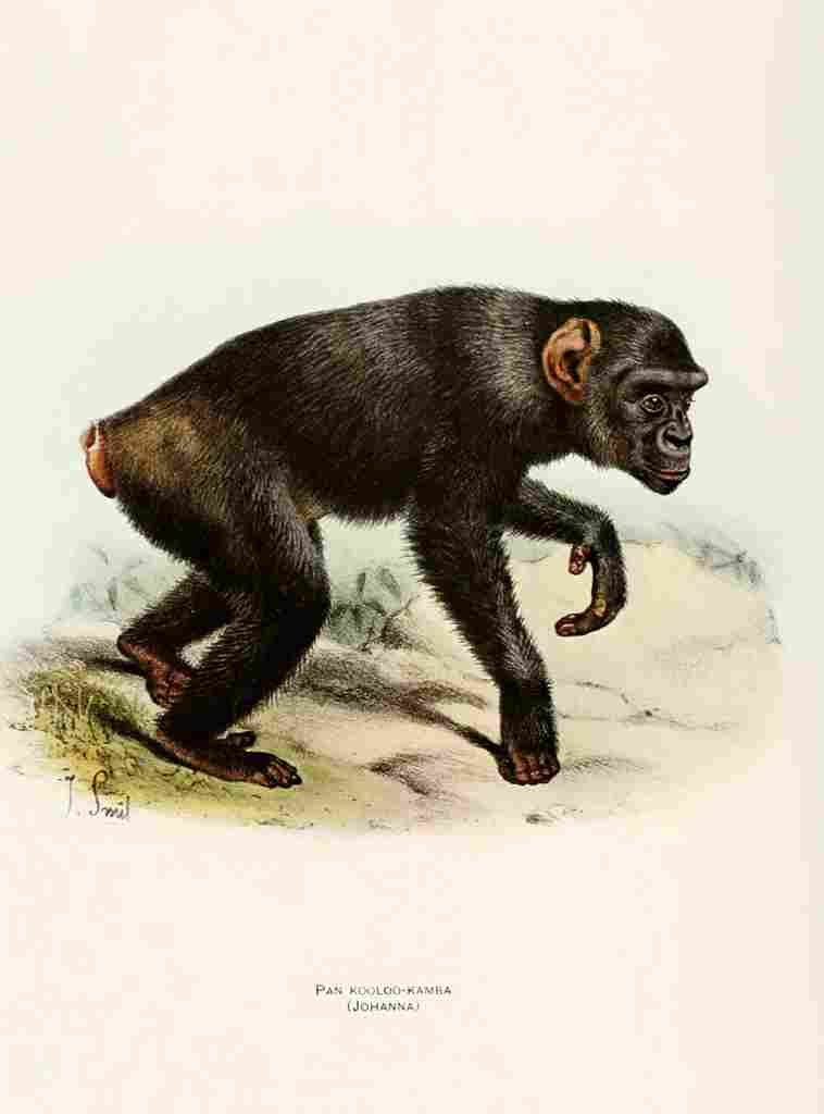 Smit Joseph Review Primates 1913 Kooloo Kamba A4 Photo Print