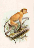 Smit Joseph Review Primates 1913 Probiscus Monkey A4 Photo Print