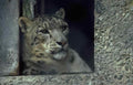 Snow Leopard Window A4 Photo Print