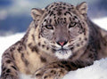 Snow Leopard close up 1 plus A4 Photo Print