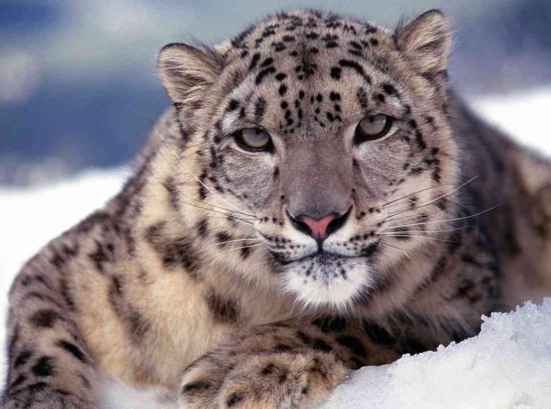Snow Leopard close up 1 plus A4 Photo Print