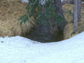 Snowy Stream Pine A4 Photo Print