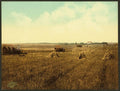 South Dakota harvest field Vintage A4 Photo Print