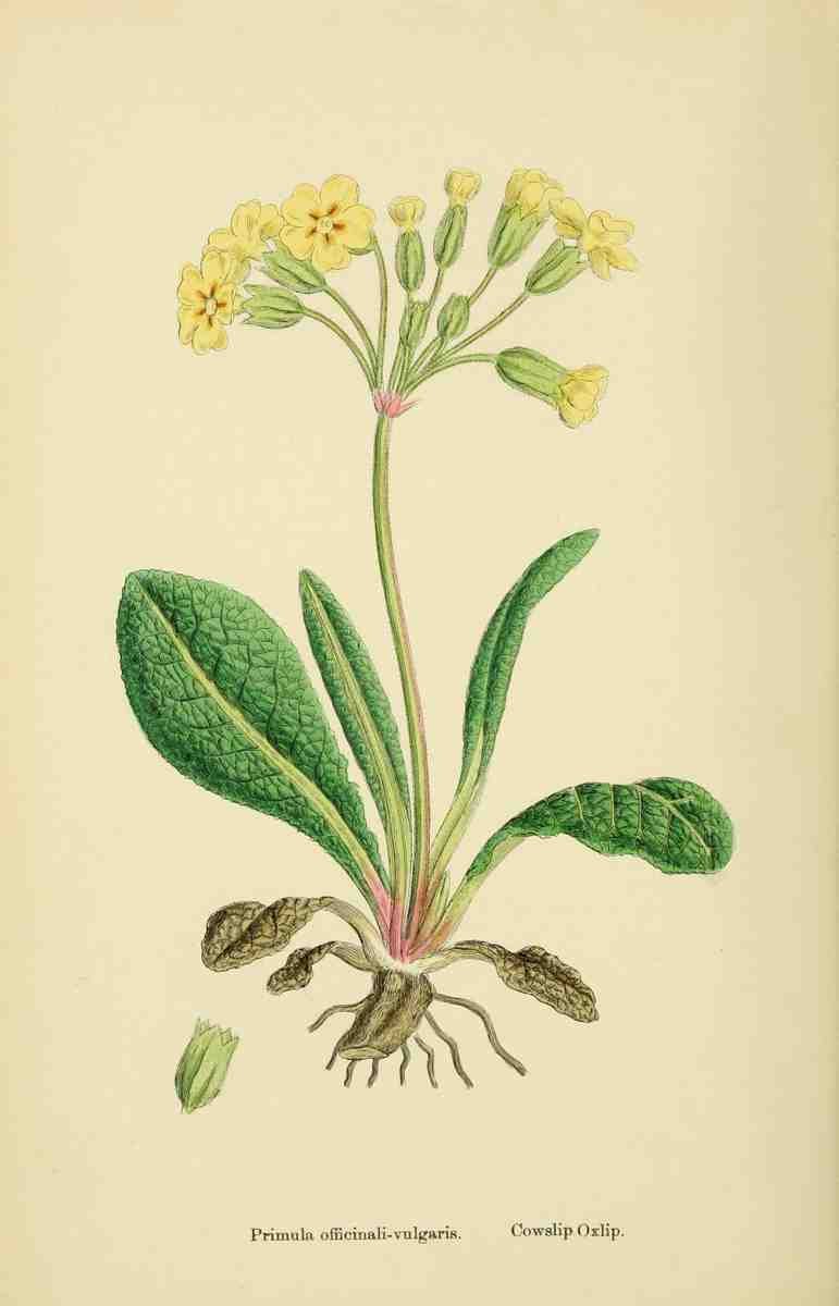 Sowerby James 1757 1822 English Botany 1863 Cowslip Oxlip A4 Photo Print