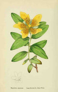 Sowerby James 1757 1822 English Botany 1863 Large Flowered St Johns Wort A4 Photo Print