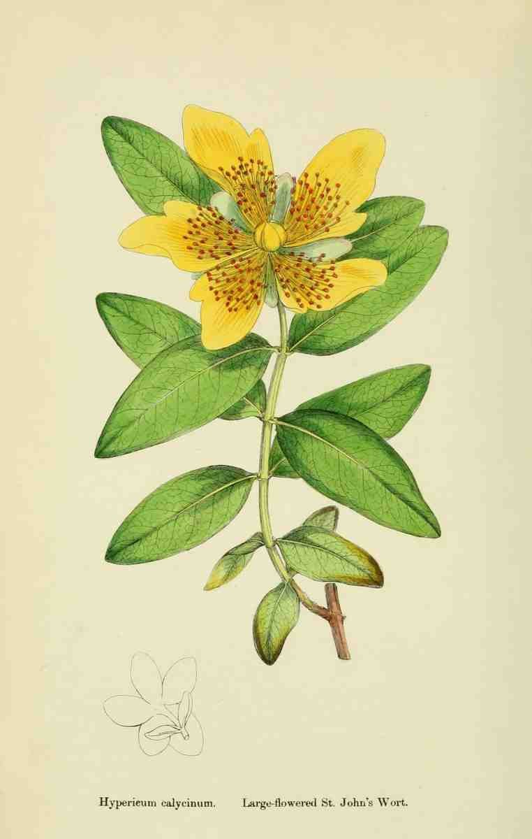 Sowerby James 1757 1822 English Botany 1863 Large Flowered St Johns Wort A4 Photo Print