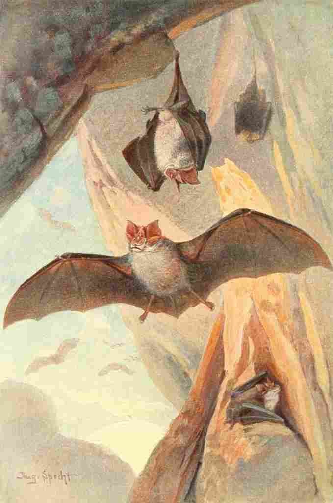 Specht Friedrich 1911 Horseshoe Bats A4 Photo Print
