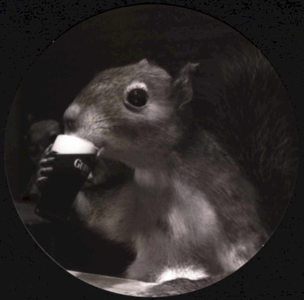 Squirrel Guinness Drink 1990s Vintage Retro Advert