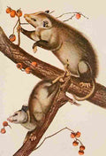 Squirrels and other fur bearers 1900 Opossum A4 Photo Print