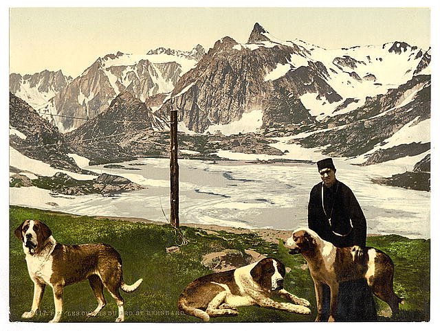 St Bernard dogs Valais Alps of Vintage A4 Photo Print