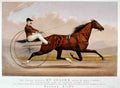 St Julien 2 Horse 001 Vintage A4 Photo Print
