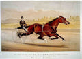 St Julien 3 Horse 001 Vintage A4 Photo Print