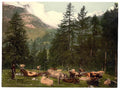 St Moritz cows at Johannisberg Grisons Vintage A4 Photo Print