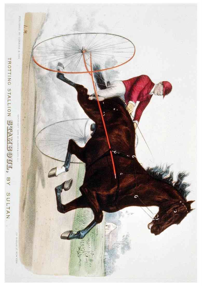 Stamboul Horse A4 Photo Print