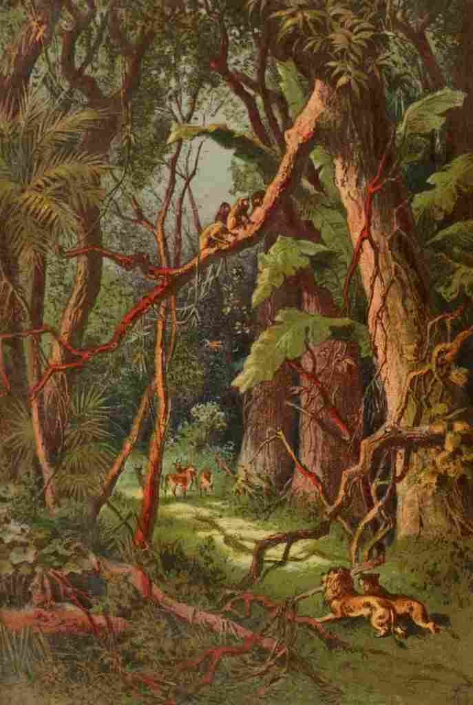 Stanley & Africa c1875 A Forest in Central Africa A4 Photo Print