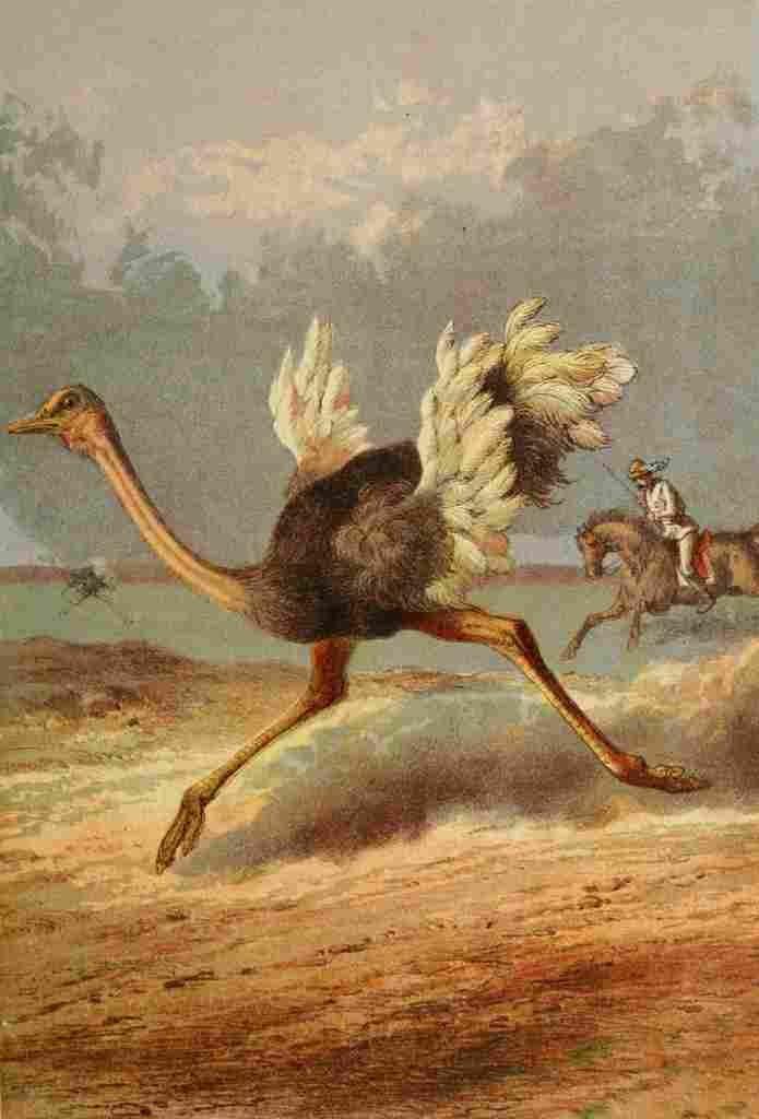 Stanley & Africa c1875 Chasing the Ostrich A4 Photo Print